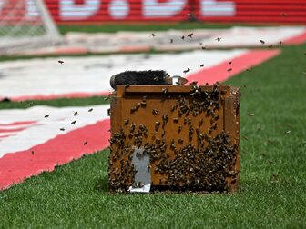 Vor Bayern-Spiel: Bienenschwarm im Stuttgarter Stadion Vor Bayern-Spiel: Bienenschwarm im Stuttgarter Stadion