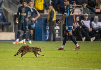 Die Spieler staunten nicht schlecht, als sie den Waschbär auf dem Spielfeld sahen. Die Spieler staunten nicht schlecht, als sie den Waschbär auf dem Spielfeld sahen.