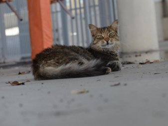 Das weltberühmte Stadion gehört jetzt den Katzen. Des ist derzeit geschlossen und in einem desolaten Zustand. Foto: Georg Ismar Das weltberühmte Stadion gehört jetzt den Katzen. Des ist derzeit geschlossen und in einem desolaten Zustand. Foto: Georg Ismar