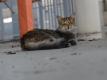 Das weltberühmte Stadion gehört jetzt den Katzen. Des ist derzeit geschlossen und in einem desolaten Zustand. Foto: Georg Ismar