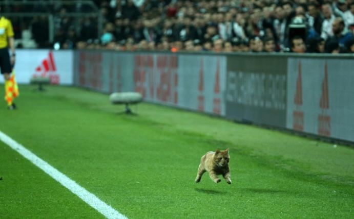 Katze im Stadion: Besiktas Istanbul droht Strafe