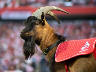 Kölns Maskottchen Hennes IX. hat mit Ilse für Nachwuchs gesorgt: Zwei weibliche Zicklein erblickten das Licht der Welt. Foto: Marius Becker/dpa Kölns Maskottchen Hennes IX. hat mit Ilse für Nachwuchs gesorgt: Zwei weibliche Zicklein erblickten das Licht der Welt. Foto: Marius Becker/dpa