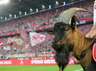 Geißbock Hennes IX darf gegen Mainz nicht ins Stadion Geißbock Hennes IX darf gegen Mainz nicht ins Stadion