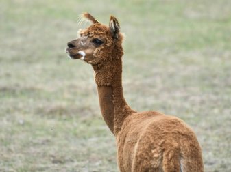 Tierischer Besuch in der englischen Amateurliga Tierischer Besuch in der englischen Amateurliga