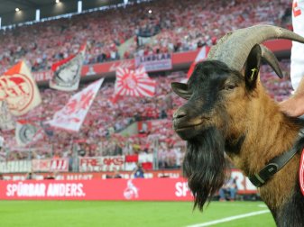 Hennes IX. ist gegen Hertha wieder am Spielfeldrand Hennes IX. ist gegen Hertha wieder am Spielfeldrand