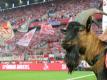 Hennes IX. ist gegen Hertha wieder am Spielfeldrand
